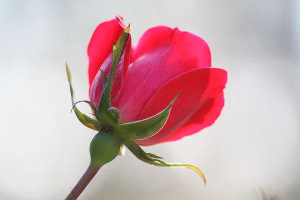 Truly Amazing Nature – Unedited