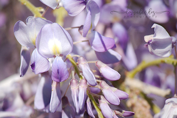 Wisteria