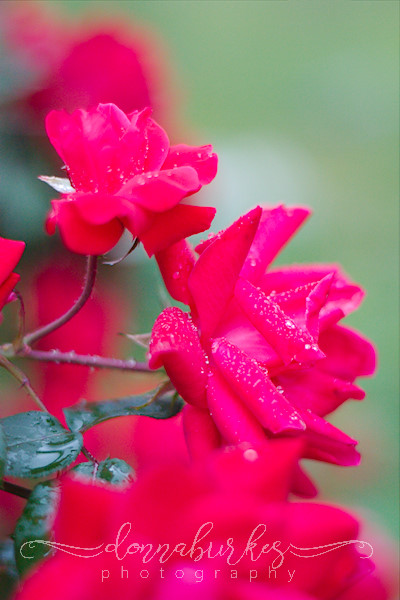 Roses after the Rain