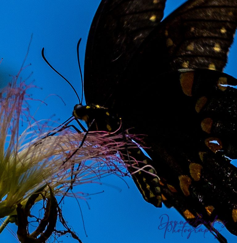 Butterflies & Lizard